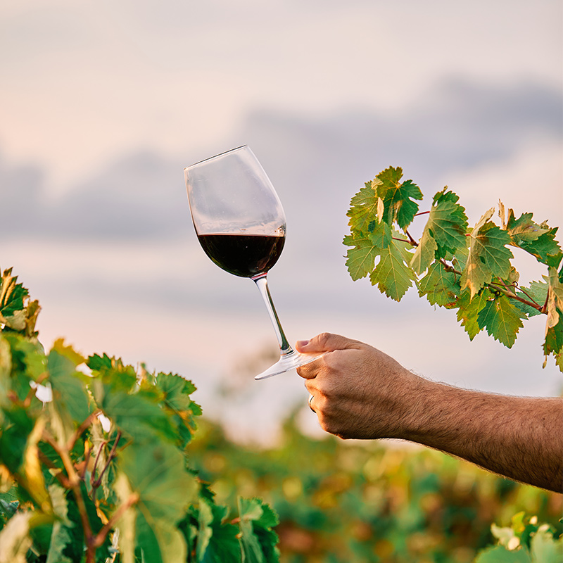 Vino de las piedras